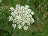 Queen Anne's lace (Daucus carota)